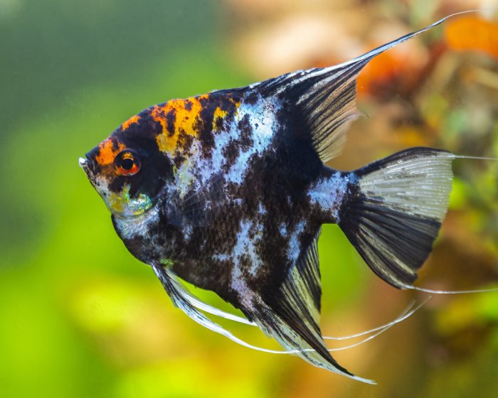 аквариум 1.png аквариум 1.png