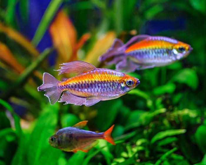 аквариум 2.png аквариум 2.png